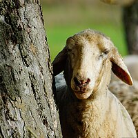 Schäfchenwanderung